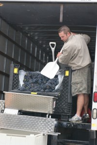 From the back of their Budget rental truck, Schroth shovels grapes into a machine that detaches them from the stems.