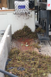 After being collected in a trailer, the stems will be used on the Schroth's property as fertilizer.