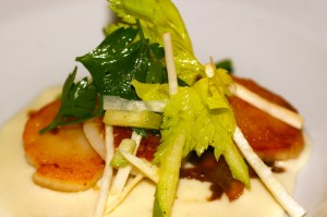 Scallops on celeriac puree