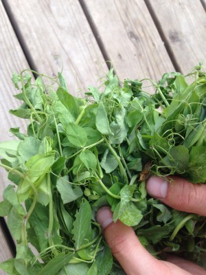 Fresh Pea Shoots and great texture and flavor