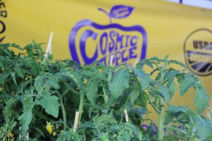 Tomato starts from Cosmic Apple