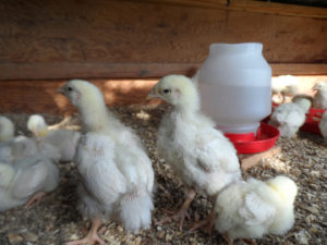 Some chicks on the Purely By Chance Farm