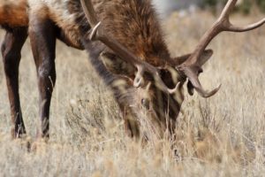 elk grazing
