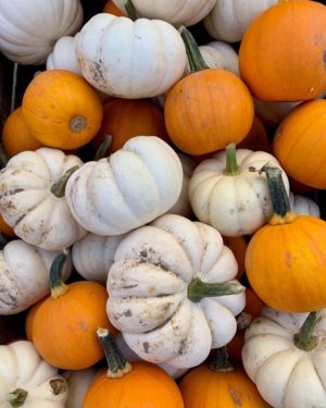 farm to fork festival