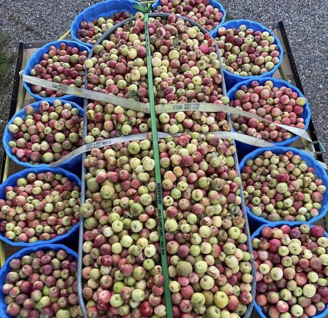 farmstead cider
