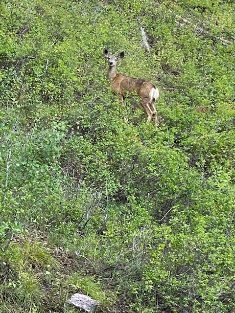 Goldener Hirsch Residences Deer Valley Resort