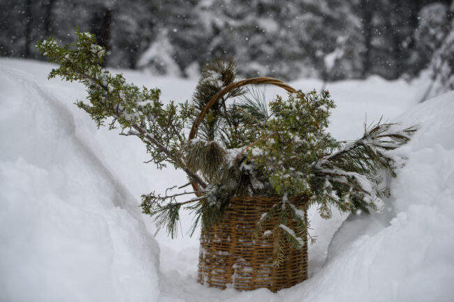 Hilary Munro winter foraging