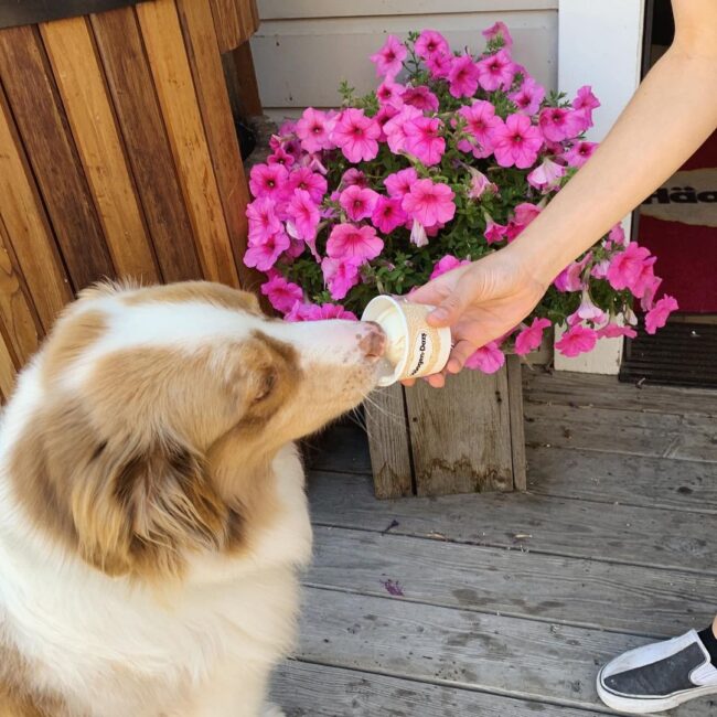 dog eating ice cream