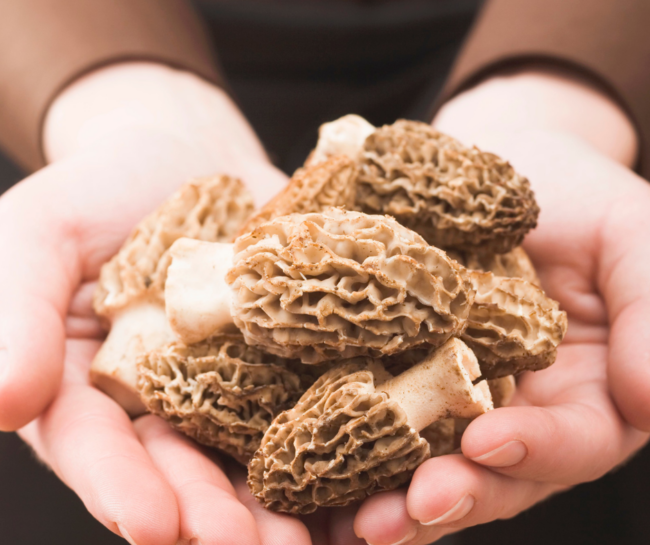morel mushrooms