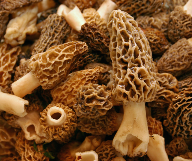 morel mushrooms