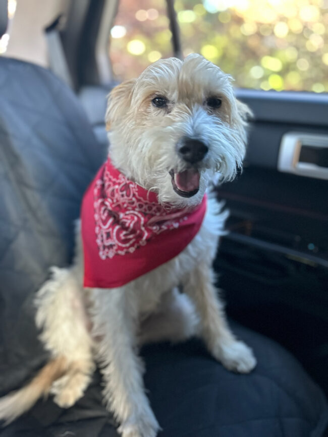 Figgie's Inspiration