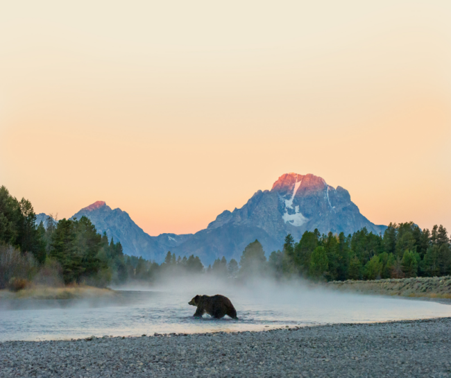 wyoming whiskey queen of the tetons grizzly 399