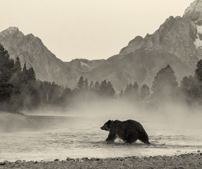 wyoming whiskey queen of the tetons grizzly 399