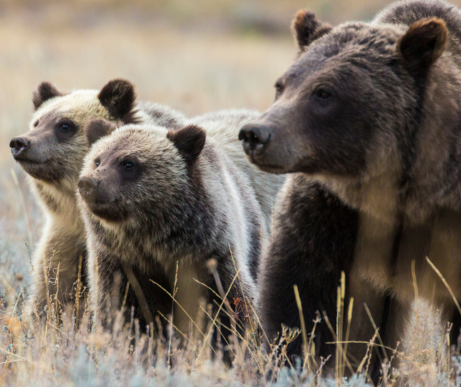 wyoming whiskey queen of the tetons grizzly 399