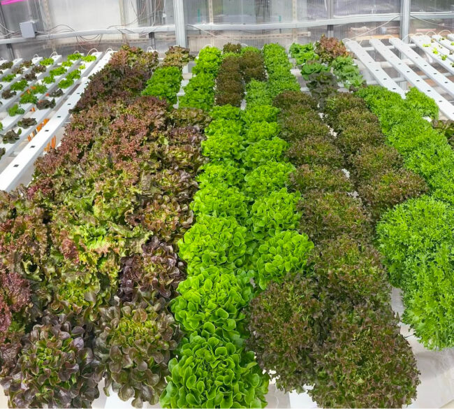 Satchitananda Farm's lettuce