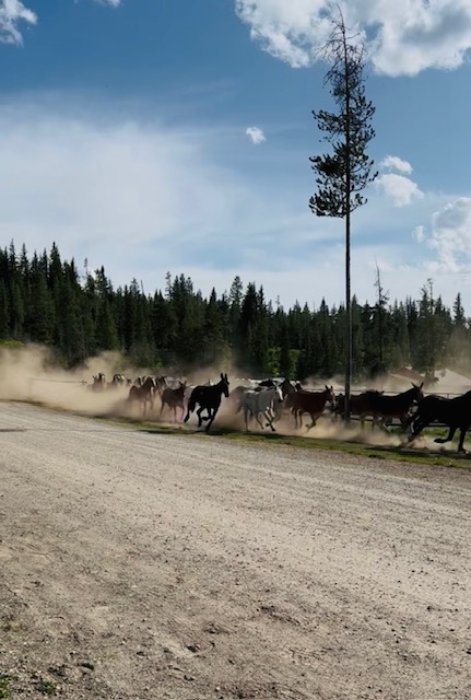 TM Ranch Dewrangle 2