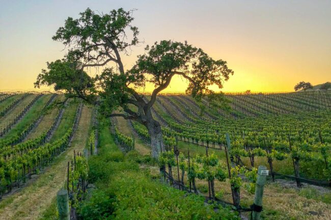 dovecote-vineyard-sunset